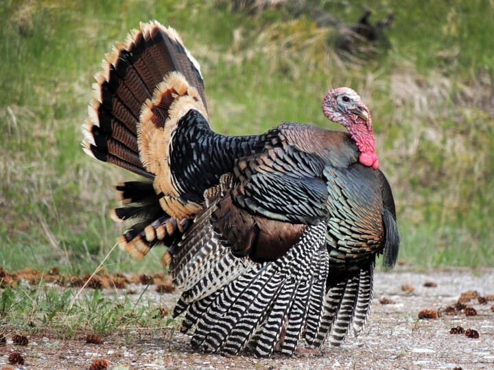 Wild Turkey Male