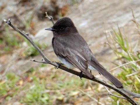 Black Phoebe — Eastside Audubon Society