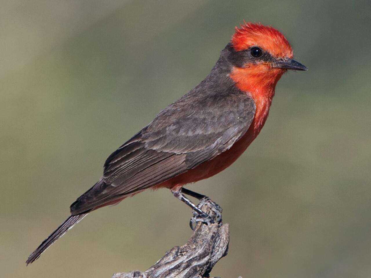 Vermilion Flycatcher Celebrate Urban Birds