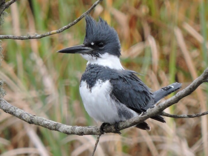 Belted Kingfisher Male