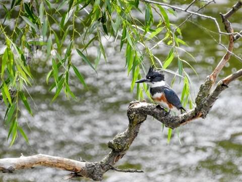 Woodland Wildlife Spotlight: Belted Kingfisher