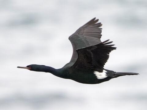 Pelagic Cormorant Identification, All About Birds, Cornell Lab of