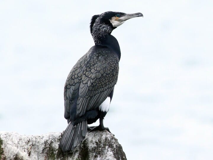 Great Cormorant Breeding adult