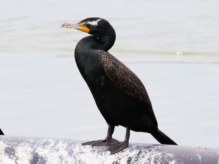 Pelagic Cormorant Identification, All About Birds, Cornell Lab of