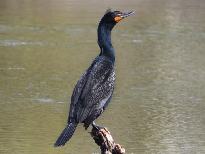 Double-crested Cormorant Breeding adult