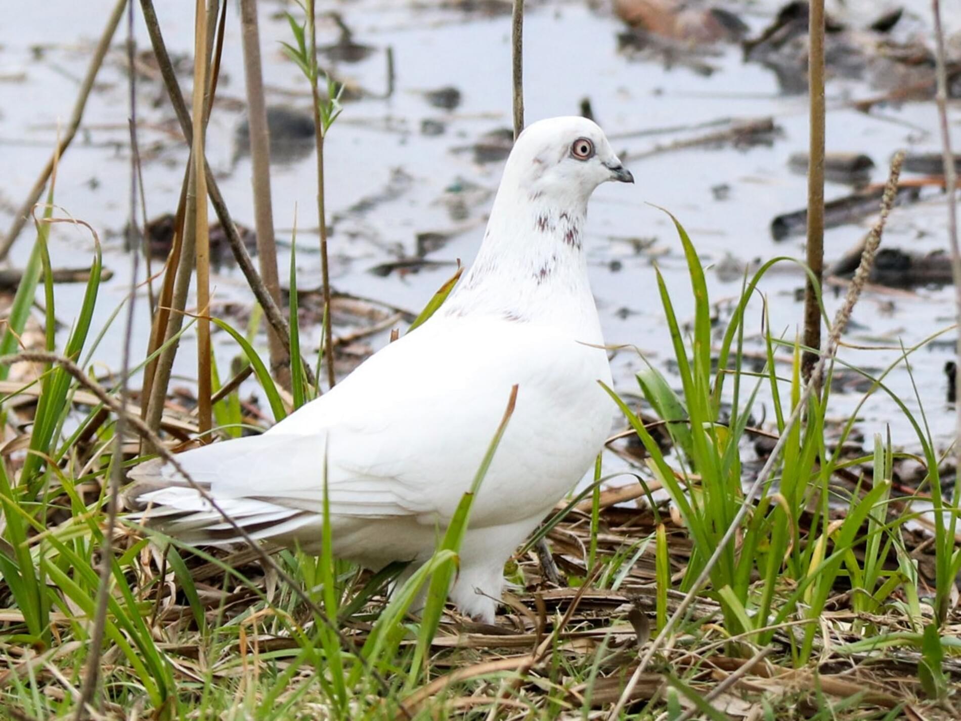 Rock Pigeon Celebrate Urban Birds