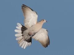 Eurasian Collared-Dove | Celebrate Urban Birds