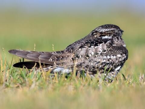 Common Nighthawk