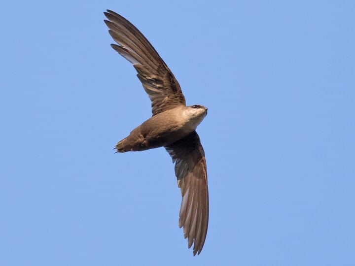 Chimney Swift 