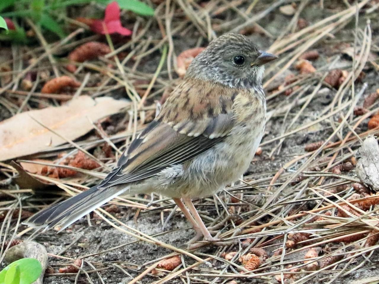 NestWatch | Dark-eyed Junco - NestWatch