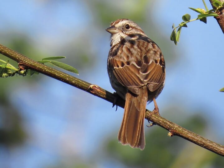 Song Sparrow - NestWatch