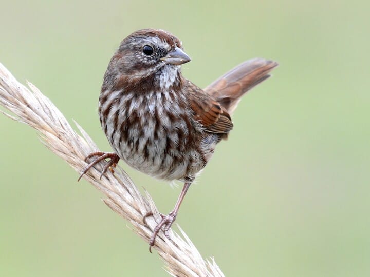 Song Sparrow - NestWatch