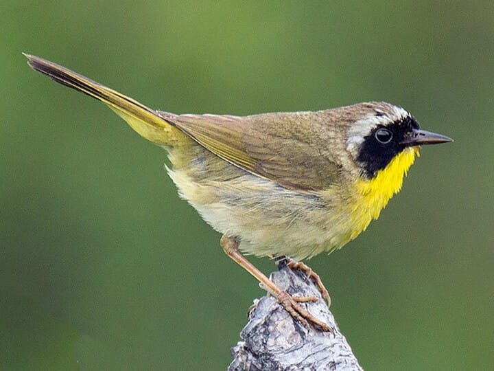 Common Yellowthroat Adult male