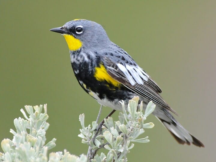 Yellow-rumped Warbler Adult male (Audubon's)