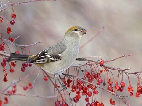 Pine Grosbeak Identification All About Birds Cornell Lab Of Ornithology