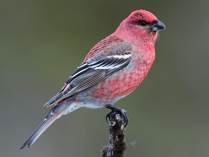 Pine Grosbeak | Celebrate Urban Birds