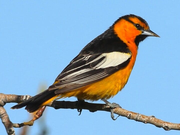 Hooded Oriole Identification, All About Birds, Cornell Lab of