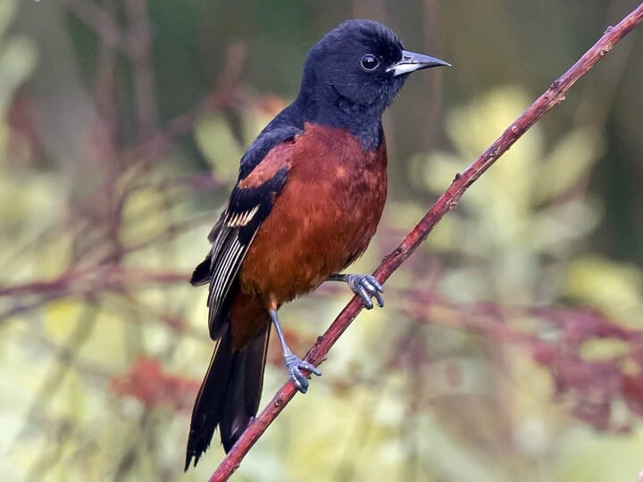 Types Of Orioles