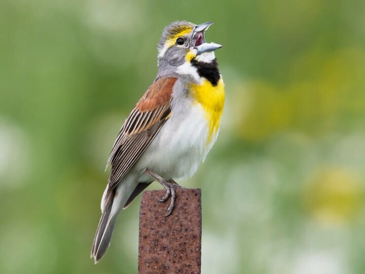 Dickcissel Breeding male