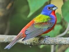 Painted Bunting Overview All About Birds Cornell Lab of Ornithology