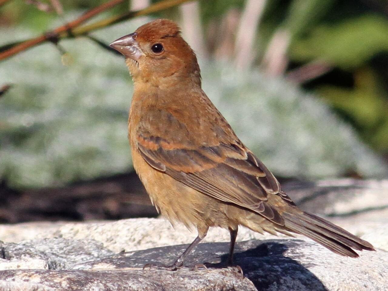 NestWatch | Blue Grosbeak - NestWatch