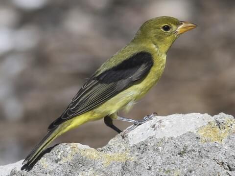 Scarlet Tanager Identification, All About Birds, Cornell Lab of