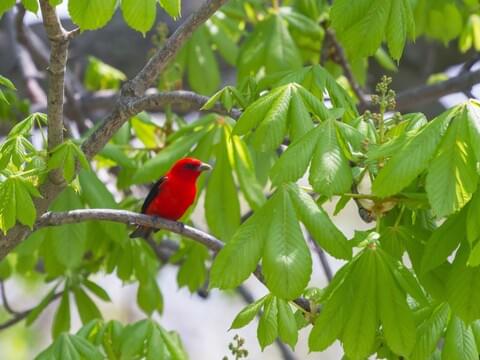 Scarlet Tanager Identification, All About Birds, Cornell Lab of Ornithology