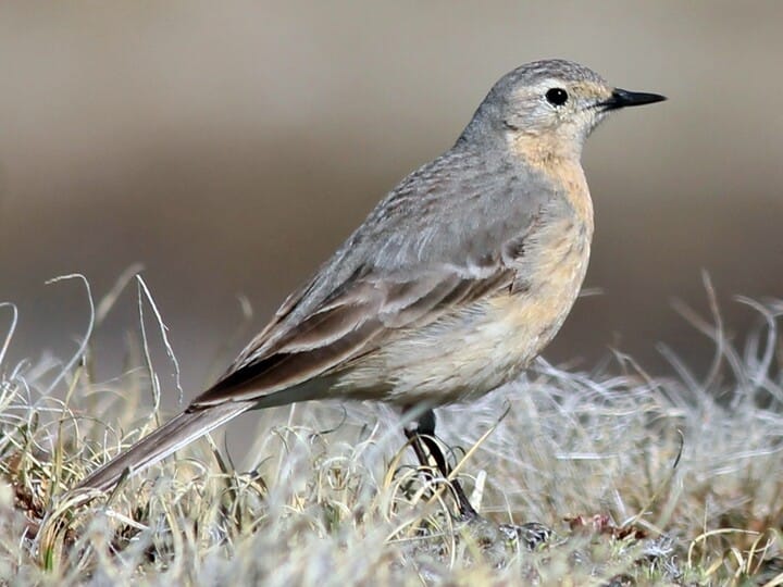 American Pipit Juvenile