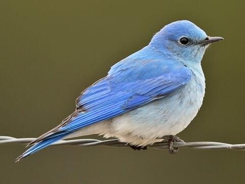 Mountain Bluebird Identification, All 