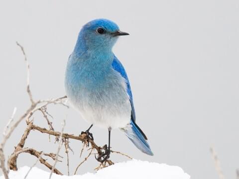 all about bluebirds