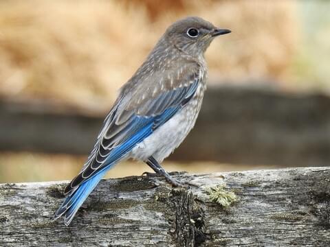 11 Types of Blue Birds of North America (With Pictures)