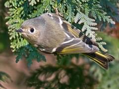 Golden-crowned Kinglet Identification, All About Birds, Cornell Lab of  Ornithology