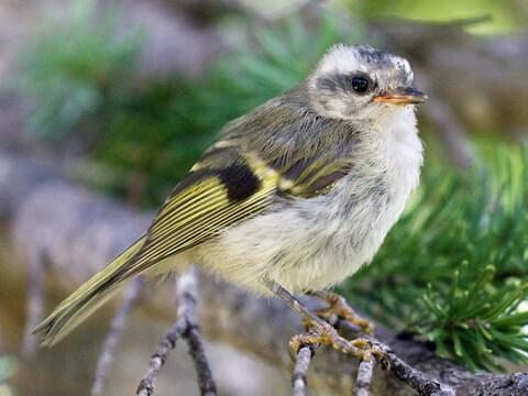 Golden-crowned Kinglet Identification, All About Birds, Cornell Lab of  Ornithology