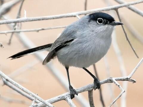 Black-tailed Gnatcatcher - Species Information and Photos