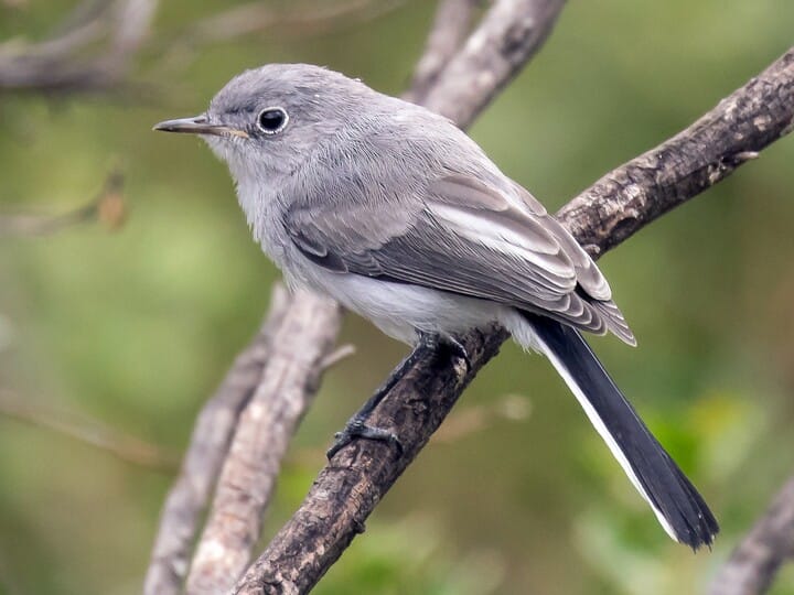 Bird Bio: Blue-Gray Gnatcatcher — The Wood Thrush Shop