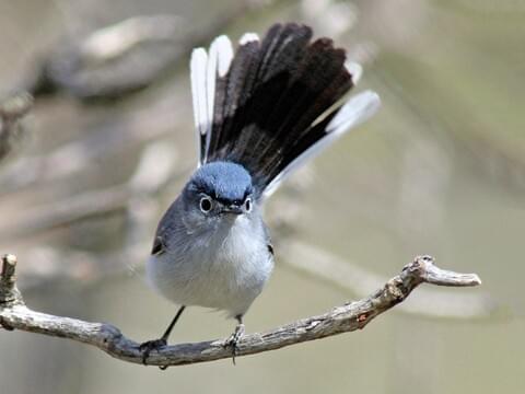 Blue-gray Gnatcatcher — Beach Birding