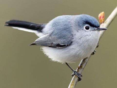 The blue-gray gnatcatcher is a pretty bird, Kpcnews