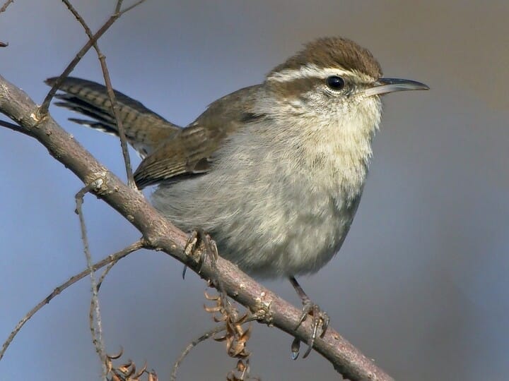 The Wren in Black and Red