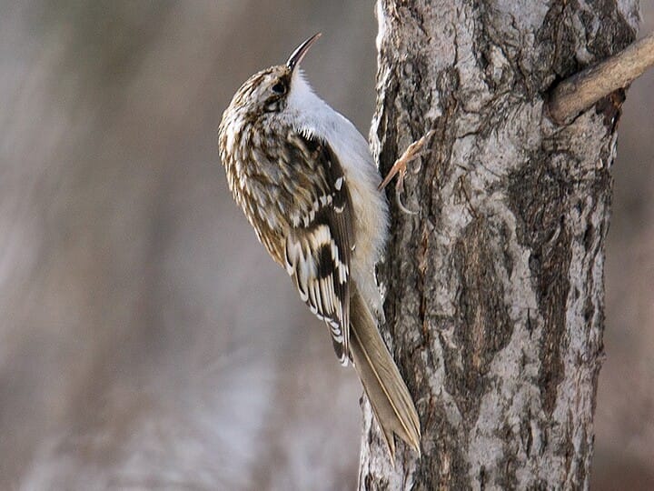 Brown Creeper Adult