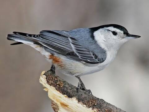 White-breasted Nuthatch Male