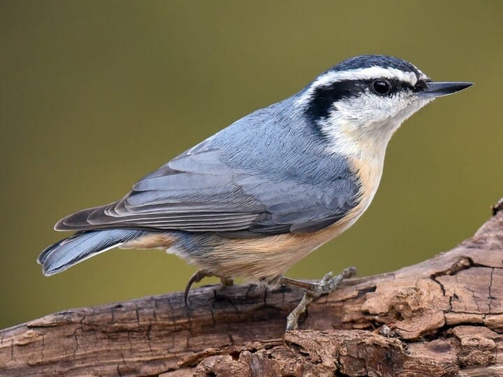 Red-breasted Nuthatch Adult