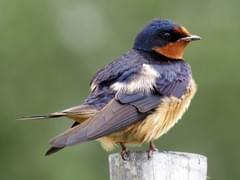 Barn Swallow Overview All About Birds Cornell Lab Of Ornithology