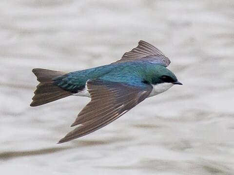 north texas tree swallows