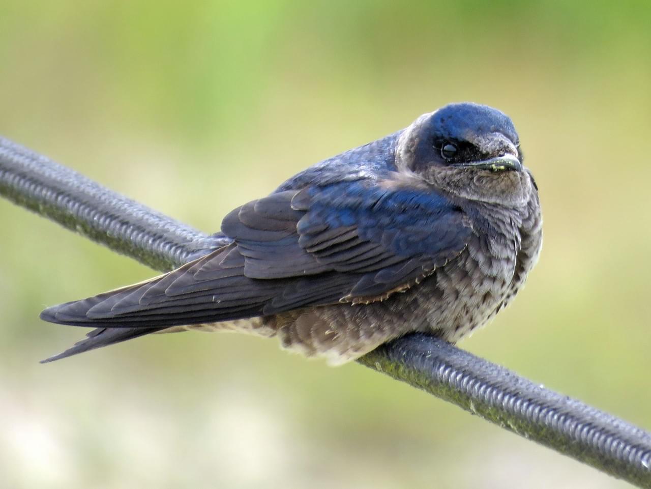 NestWatch | Purple Martin - NestWatch