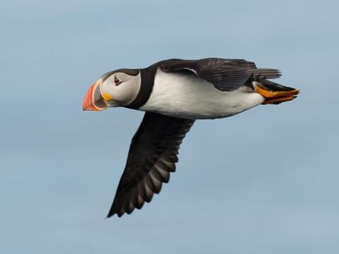 Atlantic Puffin Identification, All About Birds, Cornell Lab of