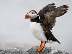 Atlantic Puffin Overview, All About Birds, Cornell Lab of Ornithology