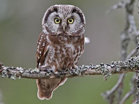 Boreal Owl Identification, All About Birds, Cornell Lab of Ornithology