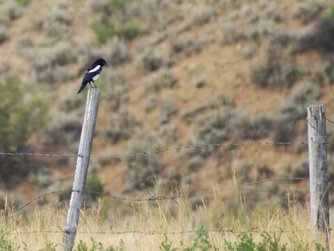 Black-billed Magpie Identification, All About Birds, Cornell Lab