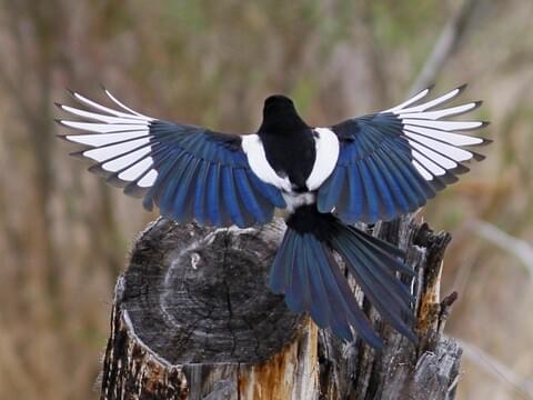 american magpie