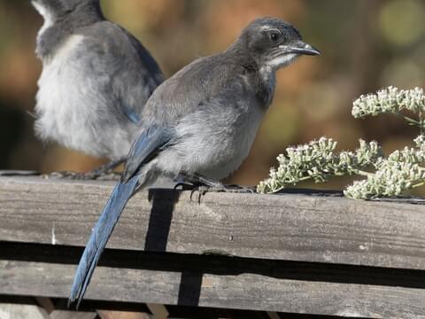 Meet the California Scrub-Jay — Sacramento Audubon Society